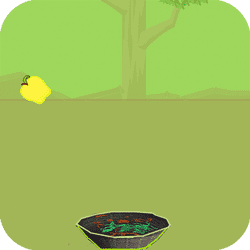 apples