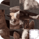 cat puzzle