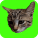catch cats