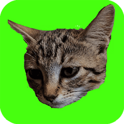 catch cats